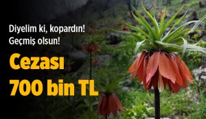Bu çiçeği koparmanın cezası 700 Bin TL