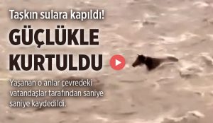 Bingöl’de Akıntıya Kapılan At Son Anda Kurtuldu