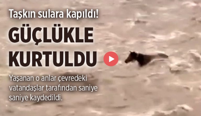 Bingöl’de Akıntıya Kapılan At Son Anda Kurtuldu
