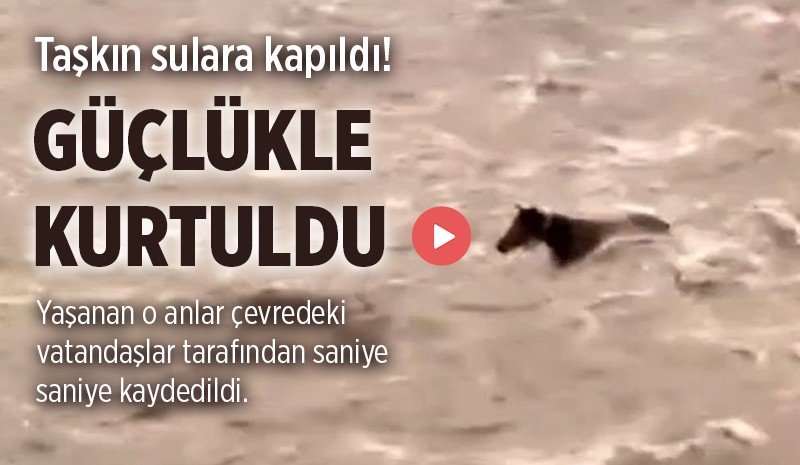 Bingöl’de Akıntıya Kapılan At Son Anda Kurtuldu